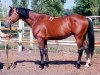 stallion Verstovoj (Russian Trakehner, 1989, from Wichr)