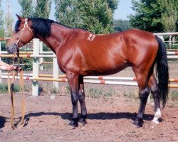 stallion Verstovoj (Russian Trakehner, 1989, from Wichr)