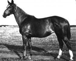 Zuchtstute Hapuga (Russisch Trakehner, 1954, von Chrysolit)