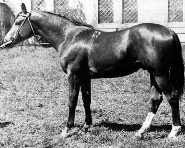 stallion Wichr (Russian Trakehner, 1984, from Wek 50)