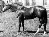 stallion Wichr (Russian Trakehner, 1984, from Wek 50)