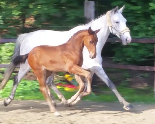 Springpferd Canturador (Oldenburger Springpferd, 2017, von Canturano I)