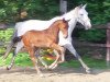 horse Canturador (Oldenburg show jumper, 2017, from Canturano I)