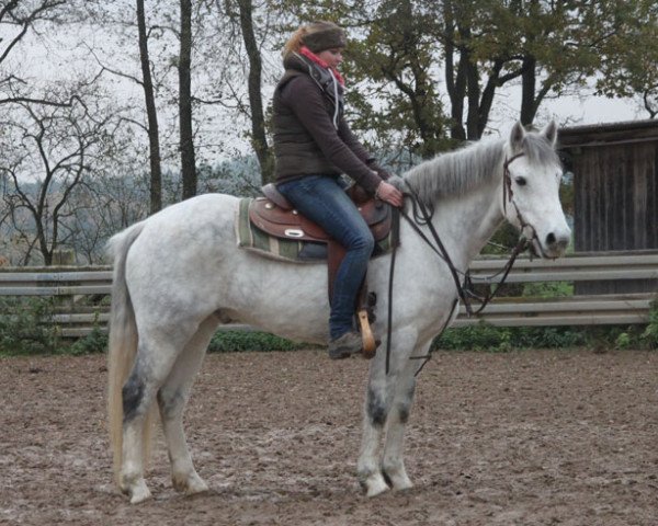 horse Killernan Finn (Connemara Pony, 2010, from Castleside JJ Junior)
