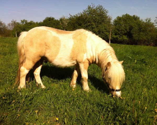 stallion Mölko's Karlchen (Shetland Pony, 2008, from Kimo von Uda)