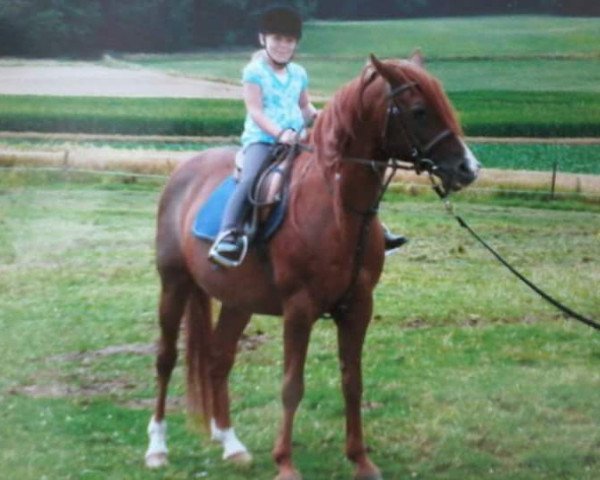 Pferd RASAL ox (Vollblutaraber, 1992, von Brigand ox)