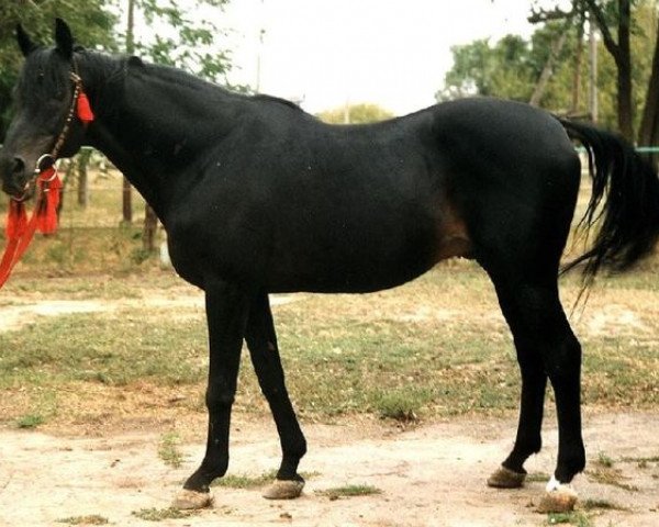 stallion Gaston xx (Thoroughbred, 1979, from Smaragd xx)