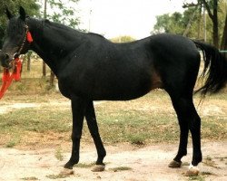 stallion Gaston xx (Thoroughbred, 1979, from Smaragd xx)