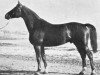 stallion Anno (Trakehner, 1943, from Hirtensang)