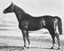 stallion Anno (Trakehner, 1943, from Hirtensang)