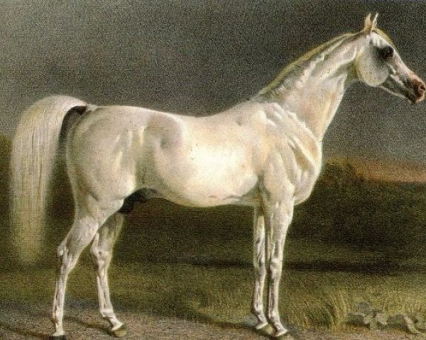 stallion Zarif DB (Arabian thoroughbred, 1837)