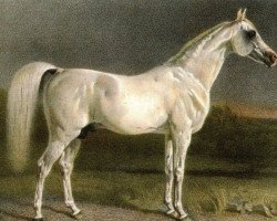 Deckhengst Zarif DB (Vollblutaraber, 1837)