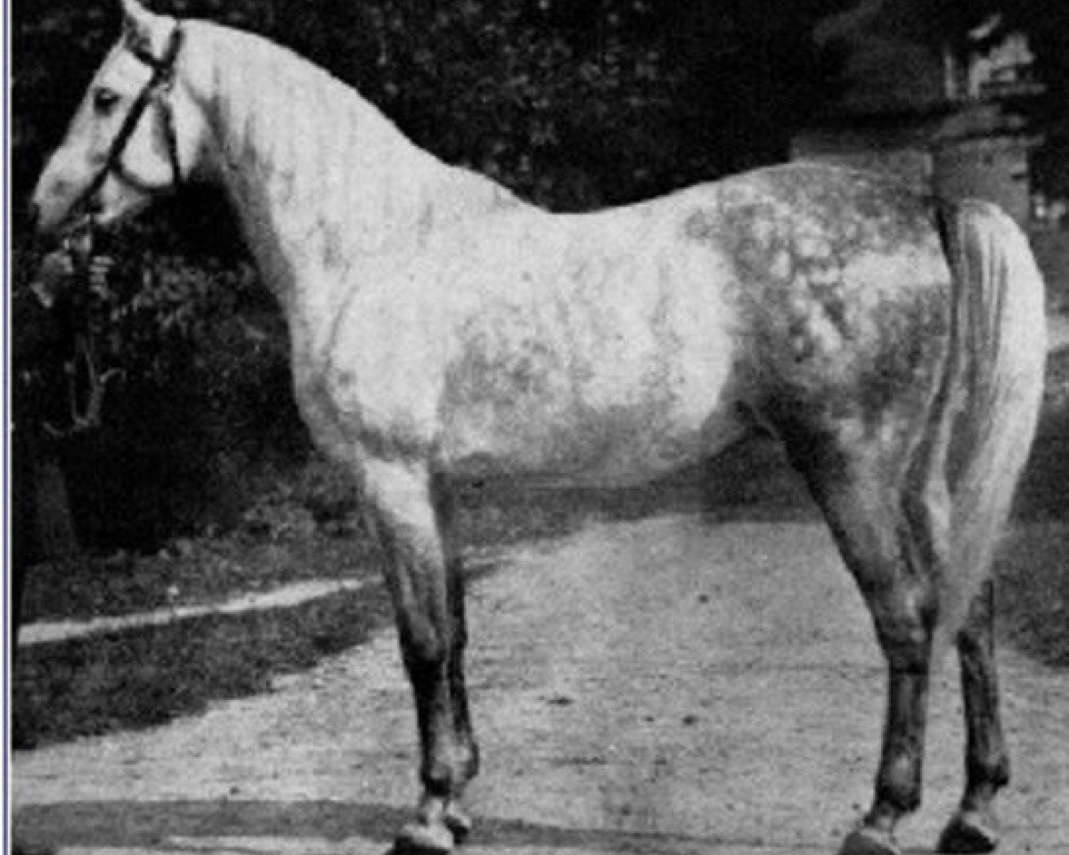 stallion Cham ox (Arabian purebred, 1881, from Dachaman 1873 ox)