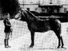 stallion Bassra ox (Arabian thoroughbred, 1892, from Cham ox)