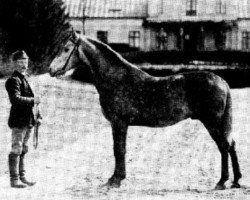 stallion Bassra ox (Arabian thoroughbred, 1892, from Cham ox)