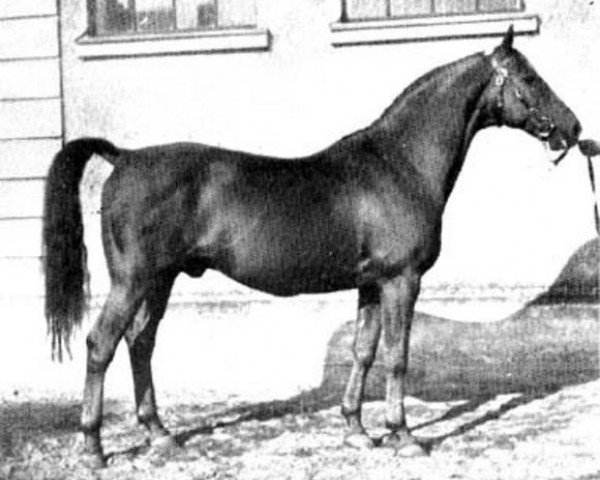 stallion Pommery (Swedish Warmblood, 1937, from Humanist)