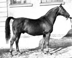 Deckhengst Pommery (Schwedisches Warmblut, 1937, von Humanist)