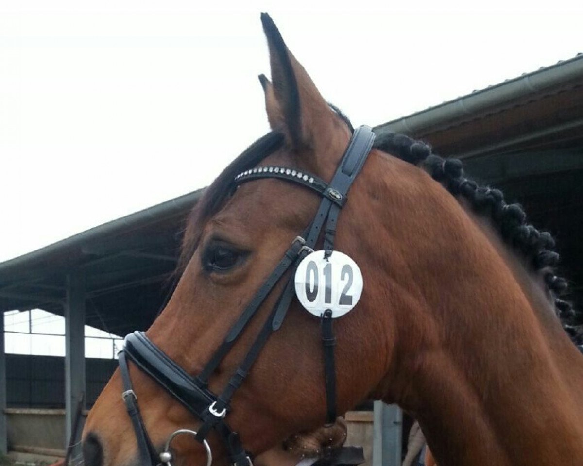 broodmare Living Dream GL (German Warmblood, 2005, from Lorgos GL)