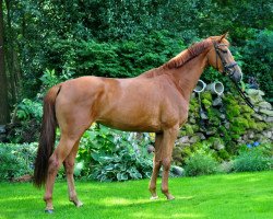 dressage horse Reason to Ride (Hanoverian, 2012, from Rousseau)