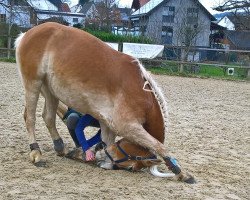 broodmare Augartners Vroni (Westphalian, 2014, from Augartner)