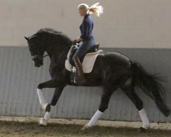 stallion Lividon GPF (Hanoverian, 2014, from Livaldon)