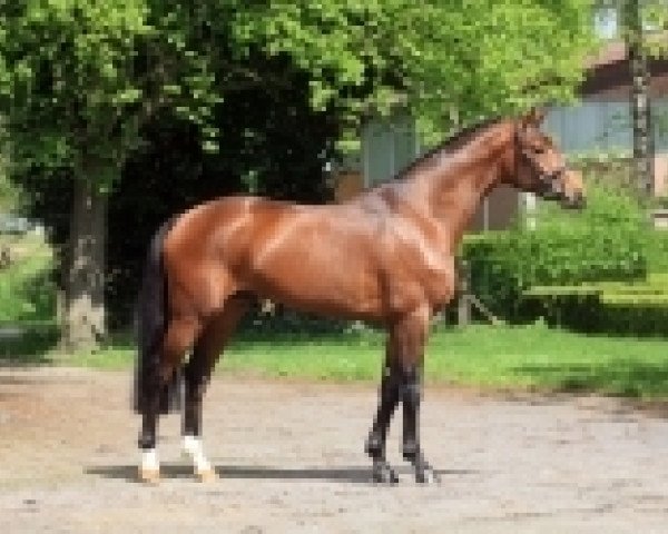 stallion Argento Vivo (Hanoverian, 2014, from Armitage)