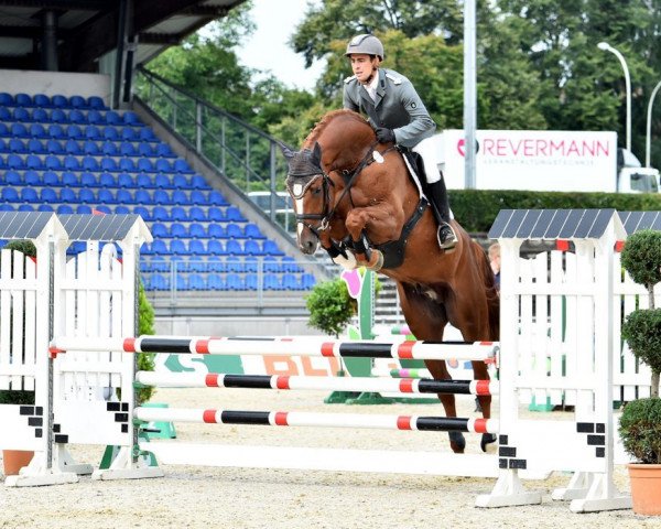 stallion Viscerado (Hanoverian, 2013, from Viscount 22)