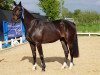 broodmare Gwendolyn W (Holsteiner, 2014, from Levisto Z)