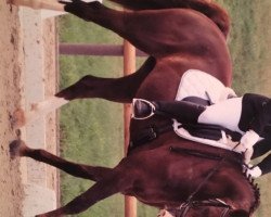 dressage horse First Federal (Zweibrücken, 2010, from Florentianer)