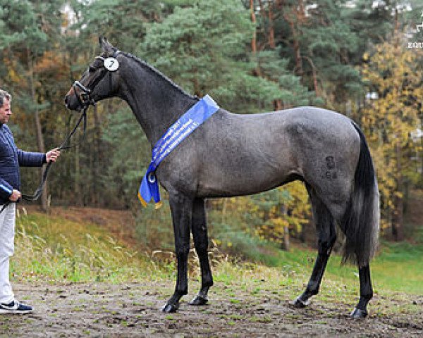 stallion Cavoiro - H OLD (Oldenburg show jumper, 2015, from Casallco)