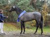 stallion Cavoiro - H OLD (Oldenburg show jumper, 2015, from Casallco)