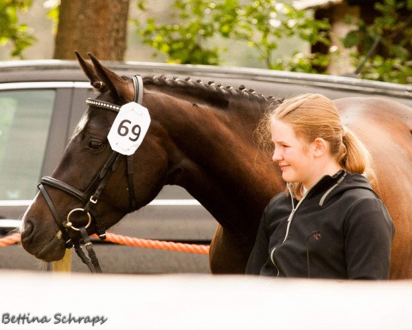 horse Cinderella (German Riding Pony, 2013)