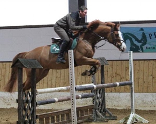 broodmare Bellissima (Oldenburg, 2003, from Balou du Rouet)