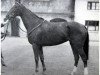 broodmare Lady Berry xx (Thoroughbred, 1970, from Violon d'Ingres xx)