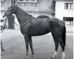 broodmare Lady Berry xx (Thoroughbred, 1970, from Violon d'Ingres xx)