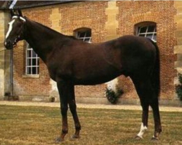 stallion Le Nain Jaune xx (Thoroughbred, 1979, from Pharly xx)