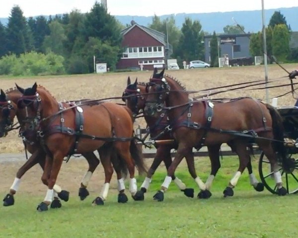 Pferd Diamant (Rheinländer, 2006, von Darino-Gold)