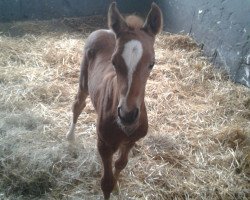 Pferd Da Vinci (Deutsches Reitpony, 2015, von Darino-Gold)