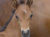 dressage horse Fürst Fiano 2 (German Sport Horse, 2016, from Fürst Magic)