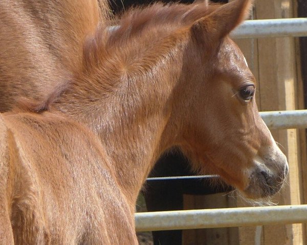 horse Deniro (German Riding Pony, 2016, from Darino-Gold)