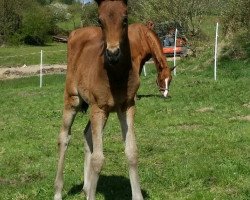 Dressurpferd Grace Kelly (Deutsches Reitpony, 2017, von Gabiano B)