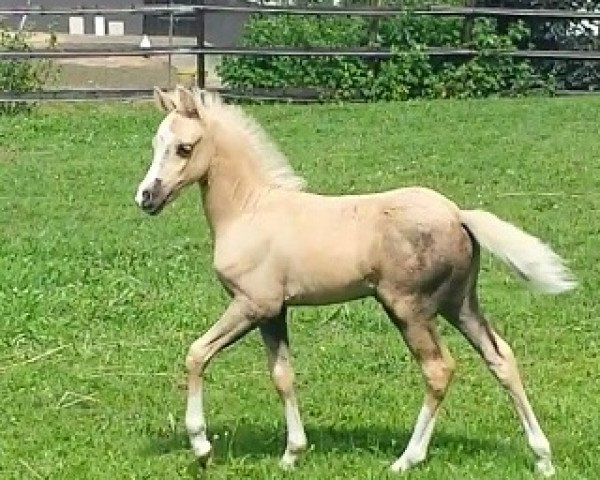 Springpferd Golden Clooney (Welsh Pony (Sek.B), 2017, von Cadlanvalley Sir Ivanhoe)