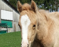 jumper Golden Caitlyn (German Riding Pony, 2017, from Cadlanvalley Sir Ivanhoe)