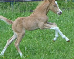 Springpferd Golden Chiquita (Deutsches Reitpony, 2017, von Cadlanvalley Sir Ivanhoe)