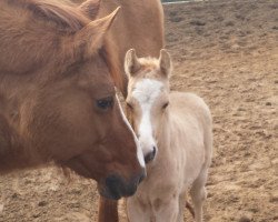 stallion Golden-Campino (German Riding Pony, 2017, from Cadlanvalley Sir Ivanhoe)