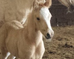 Springpferd Golden Casanova (Deutsches Reitpony, 2017, von Cadlanvalley Sir Ivanhoe)