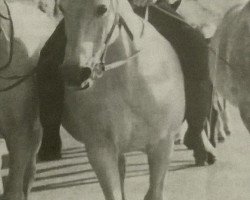 broodmare Algave (Hanoverian, 1954, from Agram)