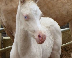 jumper Calimero (German Riding Pony, 2016, from Cadlanvalley Sir Ivanhoe)