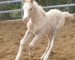 Zuchtstute Golden Celebration (Deutsches Reitpony, 2016, von Cadlanvalley Sir Ivanhoe)