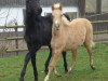 dressage horse Cappuccino-Gold (German Riding Pony, 2015, from Cadlanvalley Sir Ivanhoe)